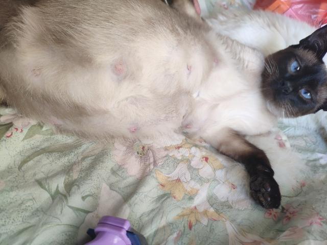 干货分享猫咪怀孕及生产护理攻略,写我第一次养猫的作文