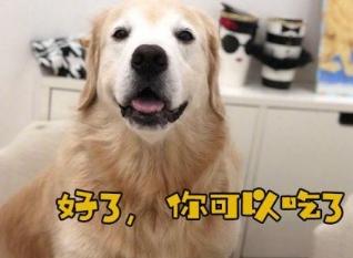 金毛犬公狗好训练还是母狗好训练,金毛犬公狗还是母狗好