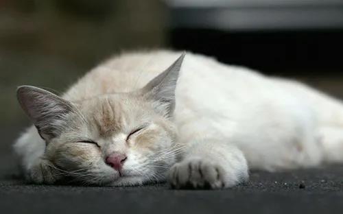 CPF活动预告|阿派第30届领养日——人间值得,只要它能与你相遇