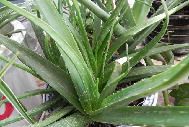 新鲜芦荟可以直接擦脸祛色素吗,新鲜芦荟可以直接擦脸吗