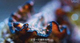 9.9恋爱游戏,9.9分恋爱番