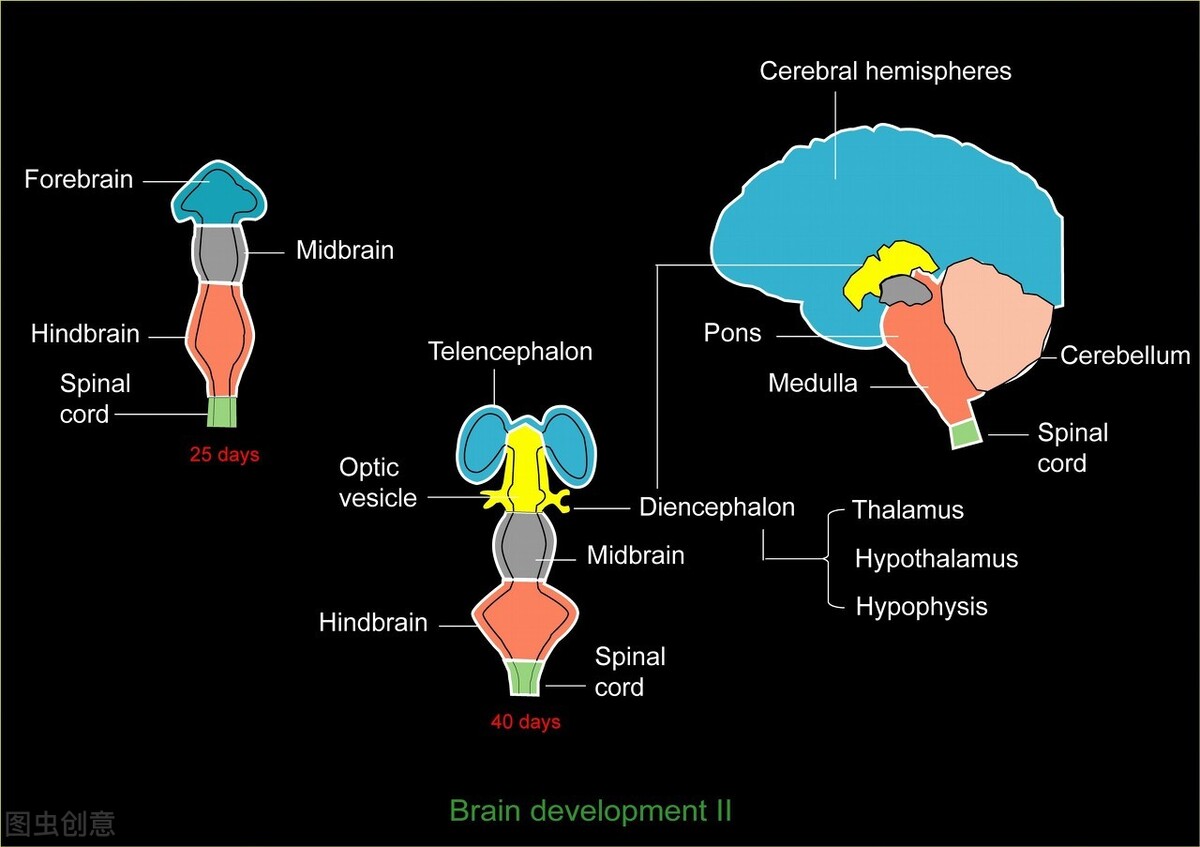脑梗脑出血后患者足内翻该如何康复锻炼？被动+主动手法，很详细