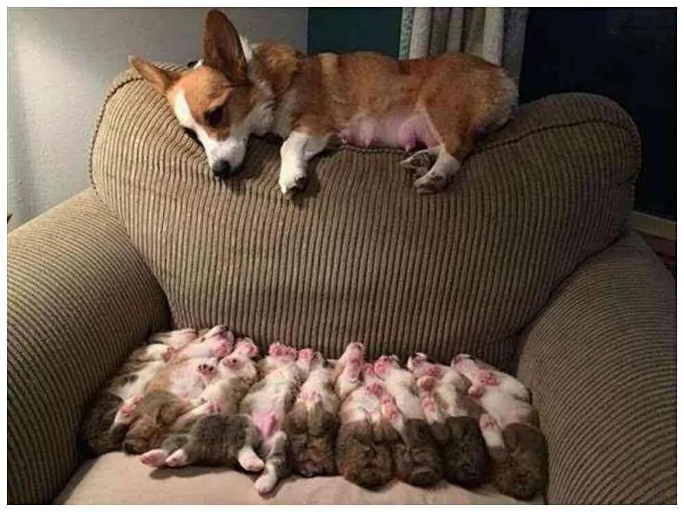 狗狗一胎生了四个女宝宝,狗狗一胎生了8只公狗