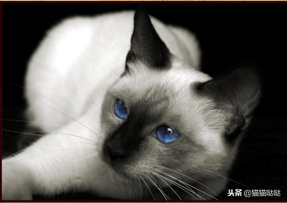 养猫新手买猫注意什么,新手养猫和买猫的注意事项