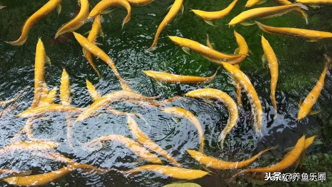 这位土豪家的渔场,光滤材就花了500多万,你确定不要见识一下?