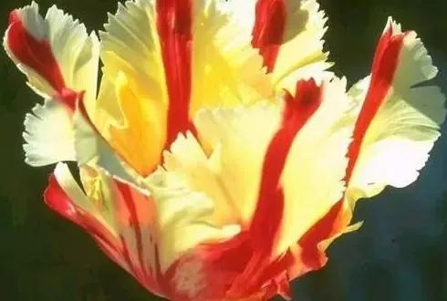 世界各国的国花集锦,英国国花世界各国的国花