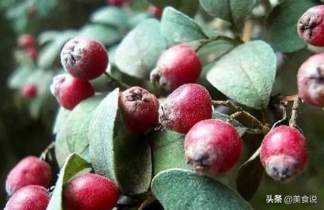 夏天野外一般有什么可以吃的野果,四月份南方常见的野果