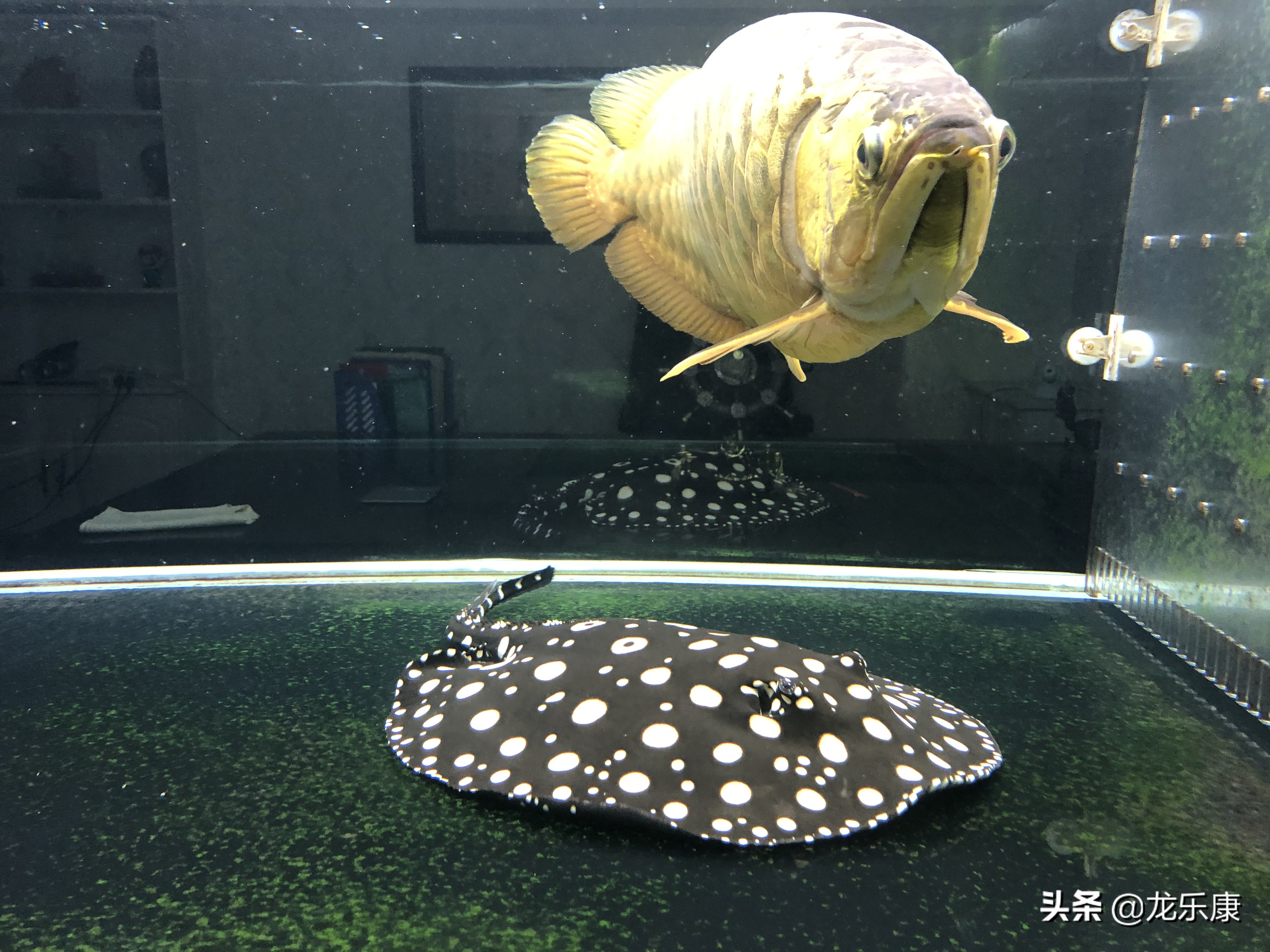 龙鱼每日小喂还是多日大喂,龙鱼不吃东西撞缸