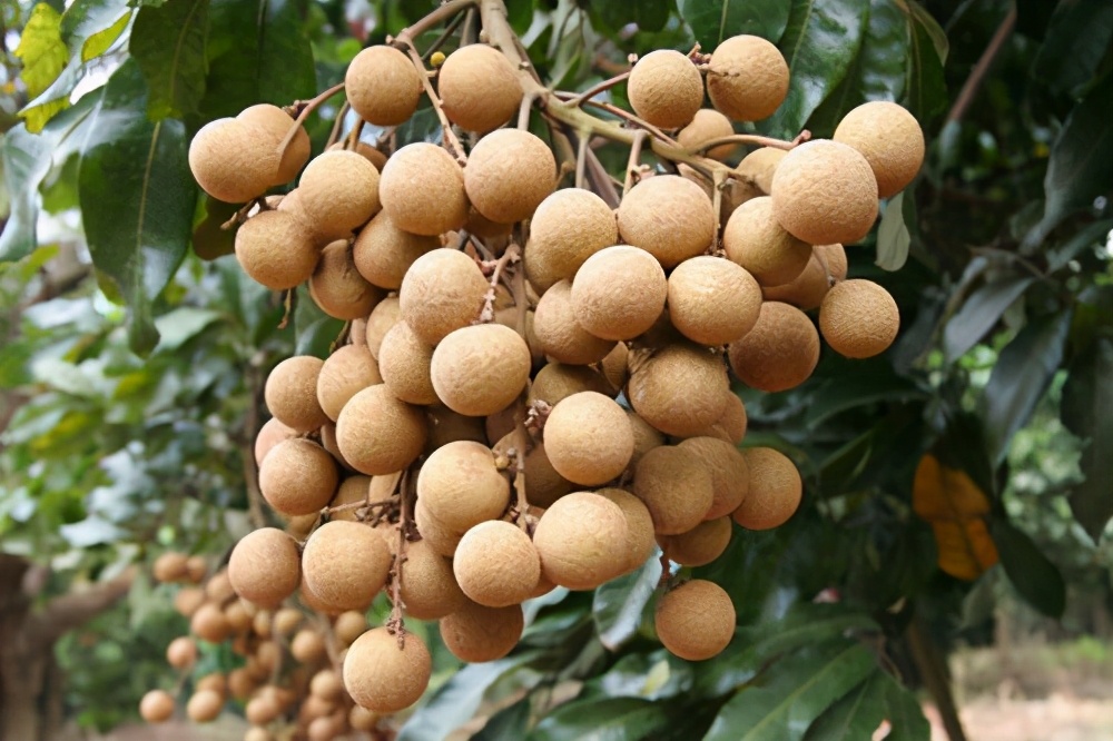 广西十大特产农产品是什么,广西特色品牌大全