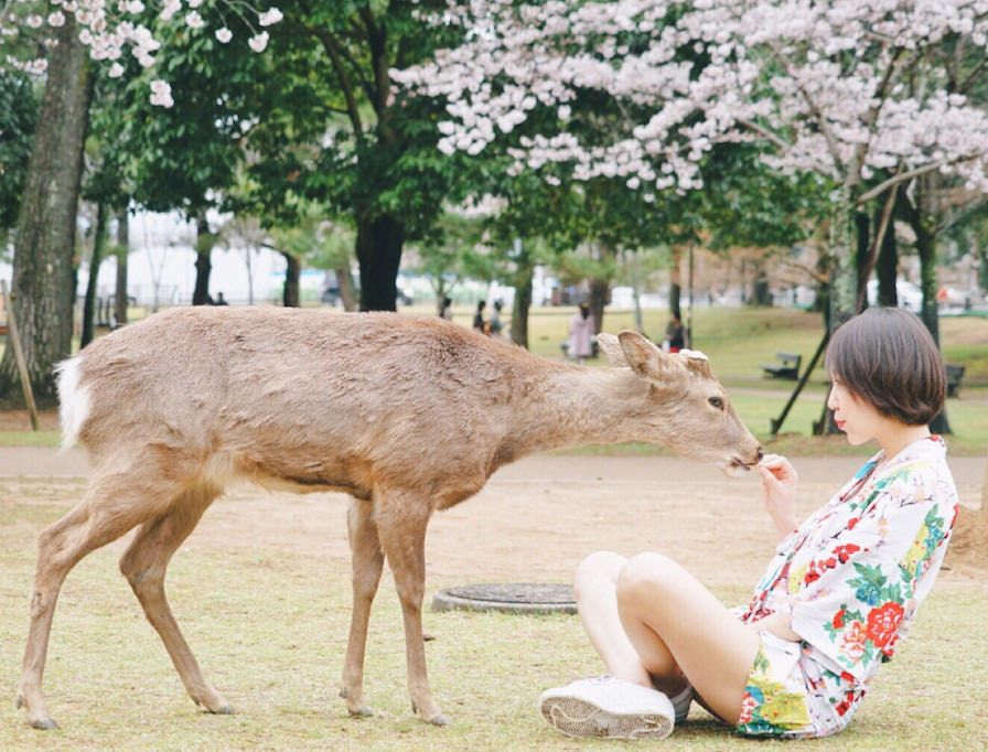 樱花前线2022年,2022第一场樱花