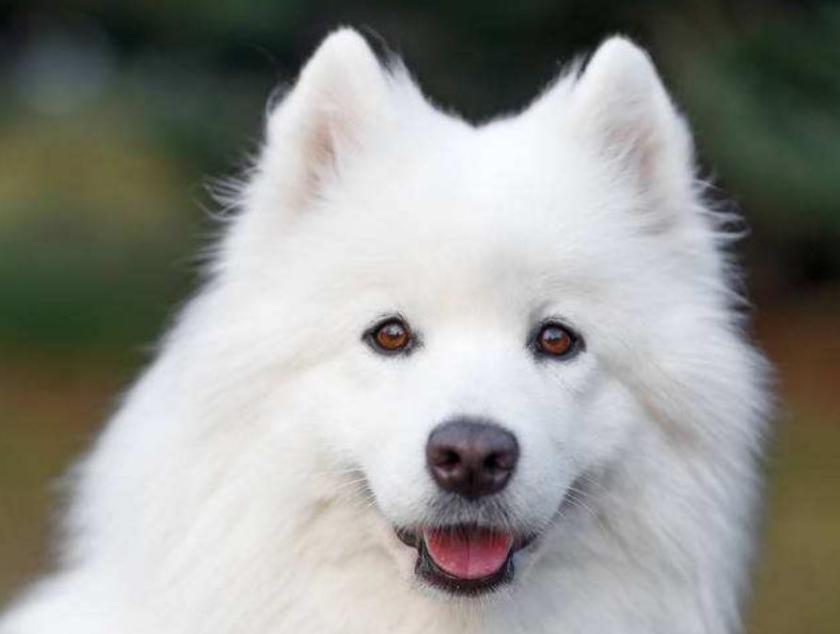 刚一个月多点的萨摩可以吃狗粮嘛,萨摩吃什么食物比较好