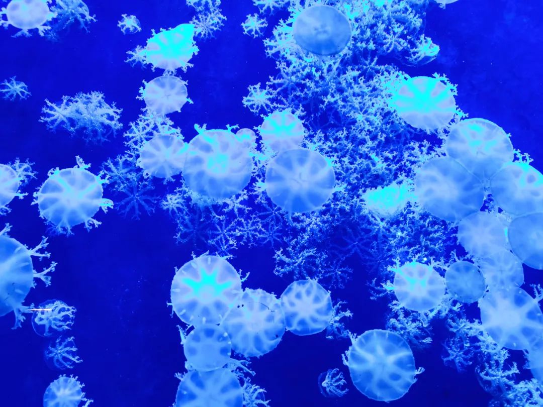 横琴奏一曲：瑜家的温馨丨初夏.珠海后花园畅游记