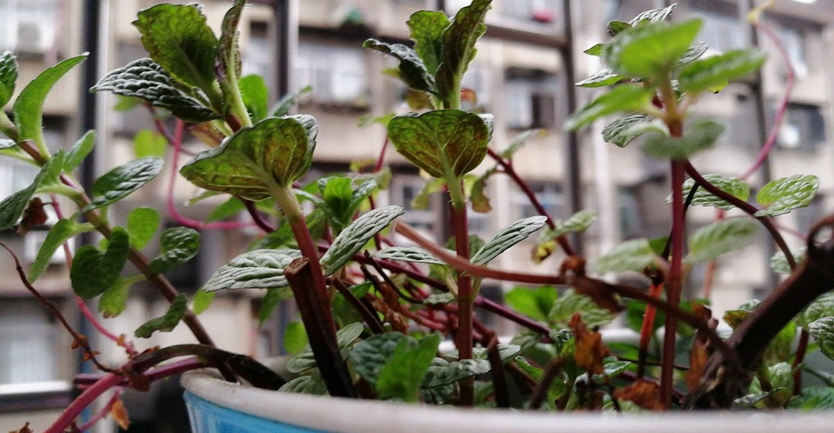 薄荷种植方法全过程,薄荷种植方法野生薄荷
