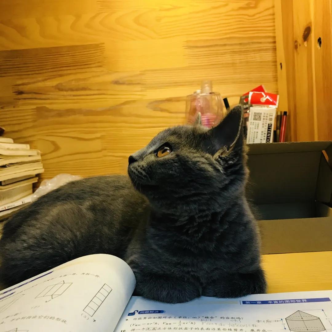 和宠物交流说什么,和宠物谈恋爱