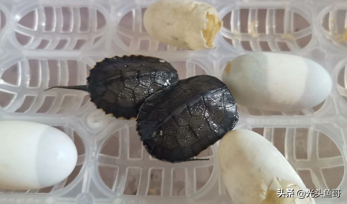 石金钱龟为啥突然不值钱,石金钱龟是哪年崩盘的