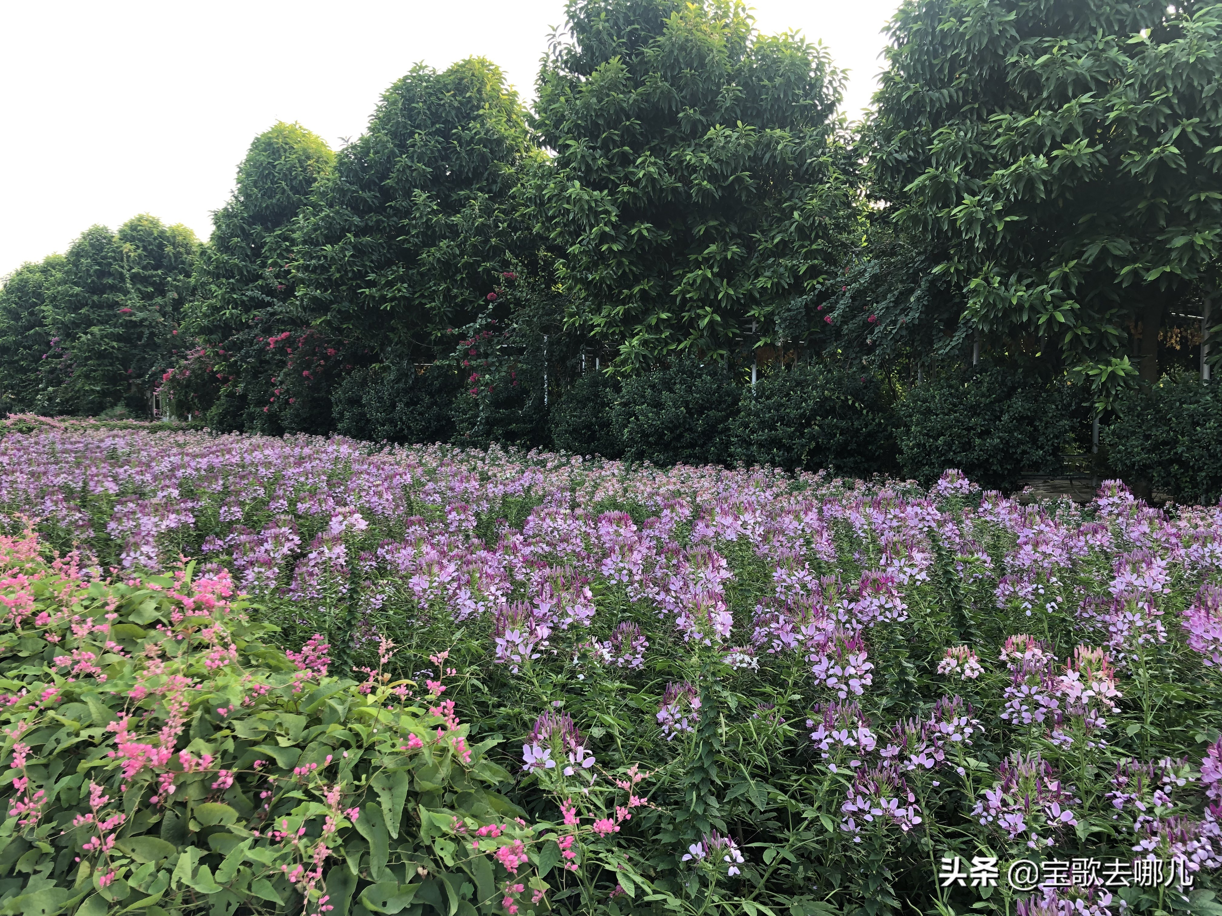 南沙百万葵园游记,南沙百万葵园亲子游