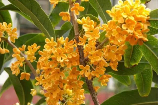 中国十大名花排行哪个是你的最爱,你知道中国十大名花是什么花吗