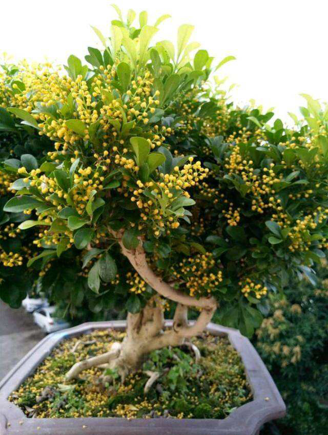 米兰用多大的花盆最好养,养米兰用什么花盆比较好