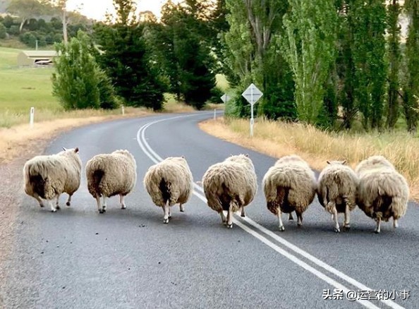 allbirds是什么牌子中文怎么叫,allbirds中文名字叫什么