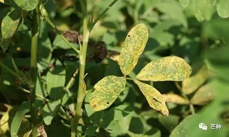 花生高产栽培技术视频,种花生到收花生的所有过程