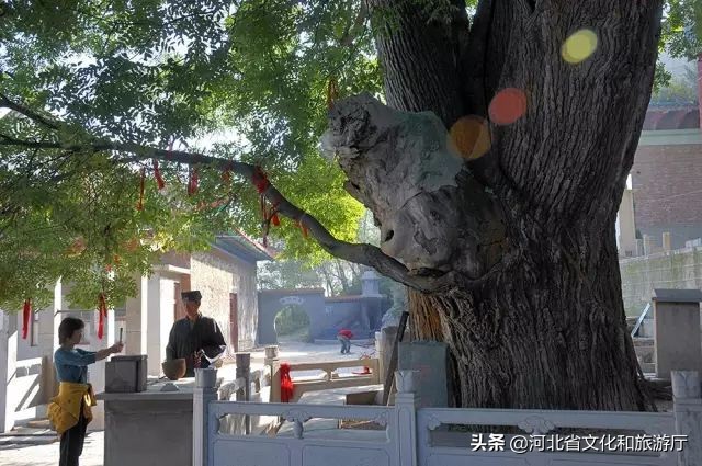 一鹿走来鹿泉,一路走来的最新视频