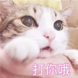 5招让猫咪爱上你内附教程,三招让猫咪爱上喝水