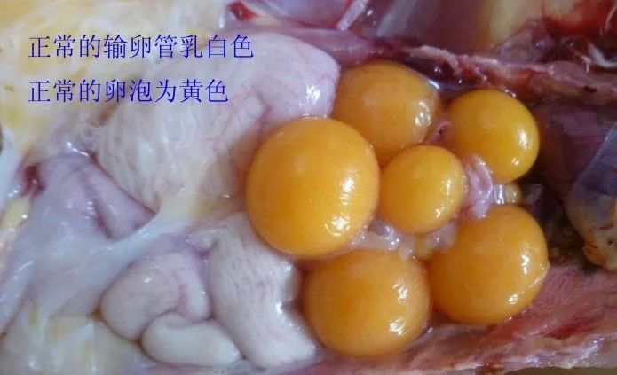 家禽常见疾病及检测方法书籍,家禽养殖疾病诊断