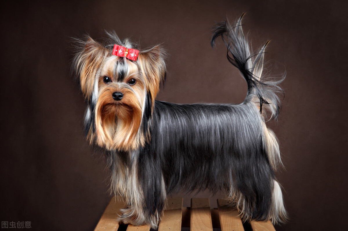 约克夏有没有繁育价值,3分钟热度的人适合养约克夏吗