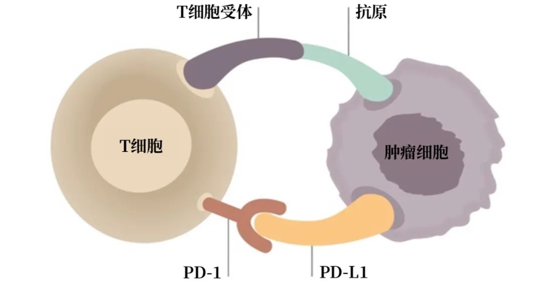 母亲顺产导致婴儿吸入癌细胞,2岁婴儿小细胞肺癌
