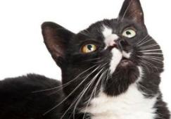 古代各种猫咪的名字只能有两个字,古代的猫的名字到底有多霸气