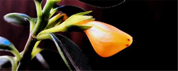 新买回的金鱼吊兰如何养护,金鱼吊兰怎么养才开花