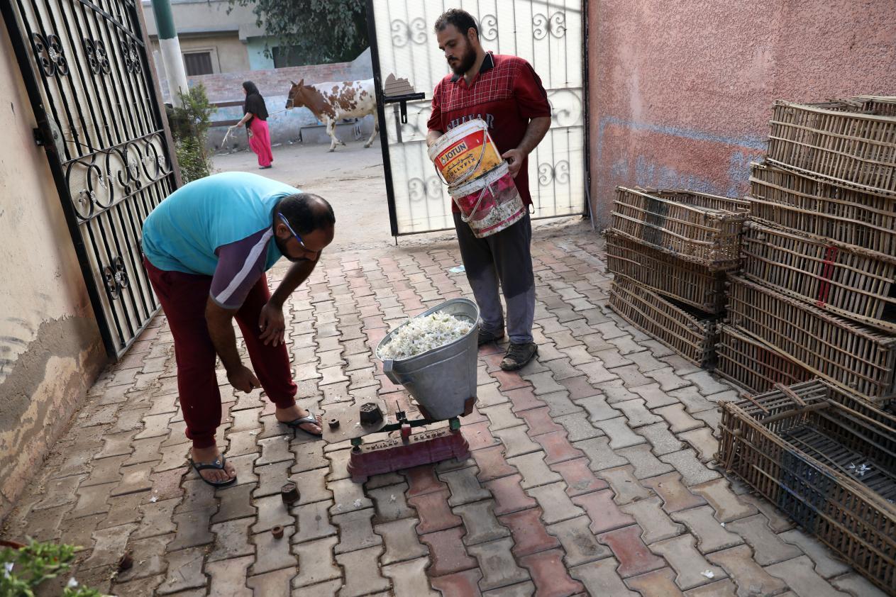 沙漠国度洒满茉莉花香 芳香产业拉动埃及外汇收入