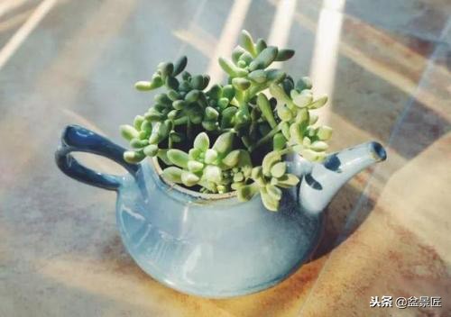 废物改造花盆绿植,旧物改造吊兰花盆