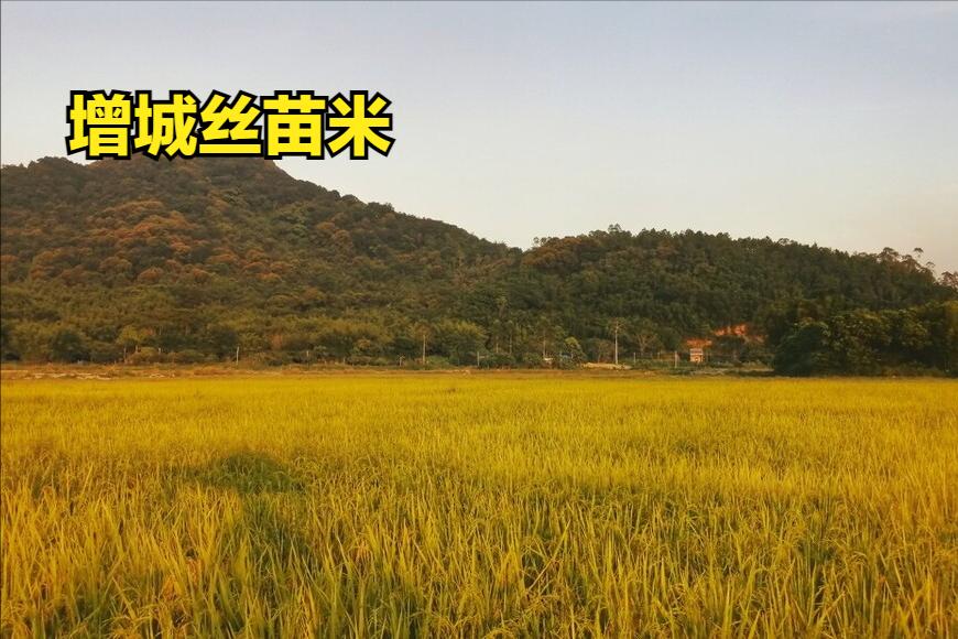 全国最好吃的大米有哪些,大米排名好吃的是哪种米