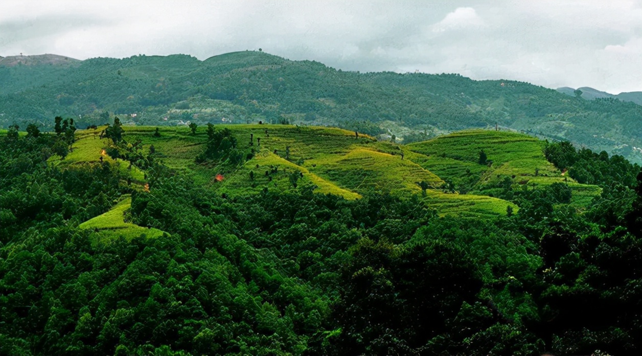 普洱茶四大产区和六大茶山,普洱茶六大产区和六大茶山地图