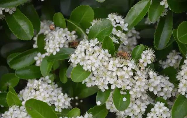 一次性摘各种各样的水果,一次性种很多草莓会怎么样