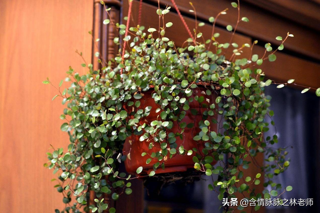 家里植物长得不好有什么说法,家里什么植物都养不好是什么原因