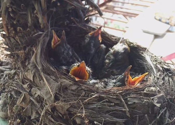 窗台上的乌鸦歌曲,窗台上的小鸟在唱歌