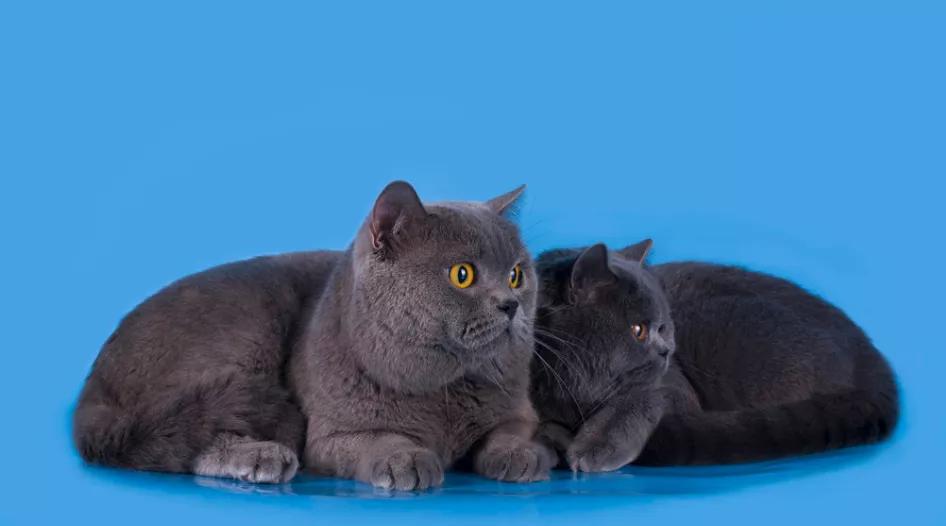 在西安卖猫赚钱,西安哪里卖猫卖得快