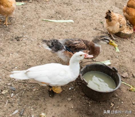 鸭人工授精后的第一个受精蛋,鸭人工授精的方法