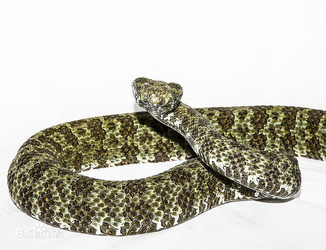 有毒蛇的地方长什么草,有毒蛇和无毒蛇咬的伤口区别