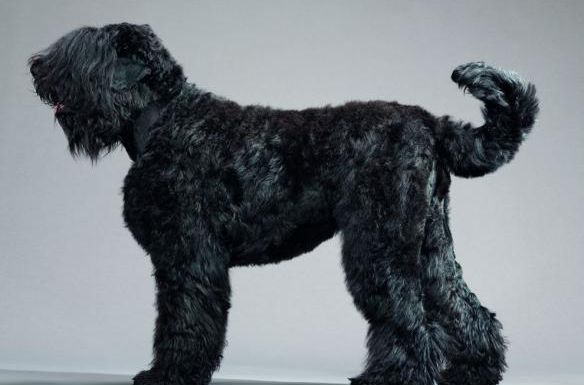 宠物狗大全免费观看,什么狗最好养又听话又聪明大型犬