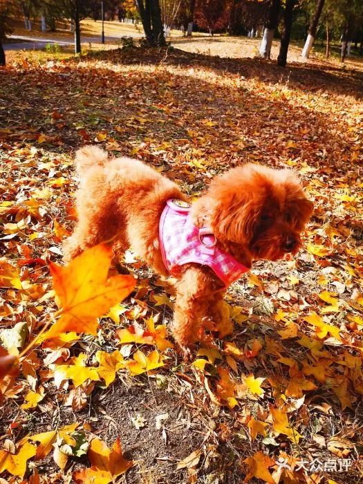 北京哪些公园可以带狗进入游玩,北京适合带宠物玩的地方推荐