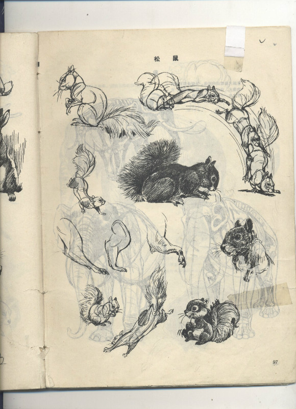 一百幅动物素描,近百幅动物画