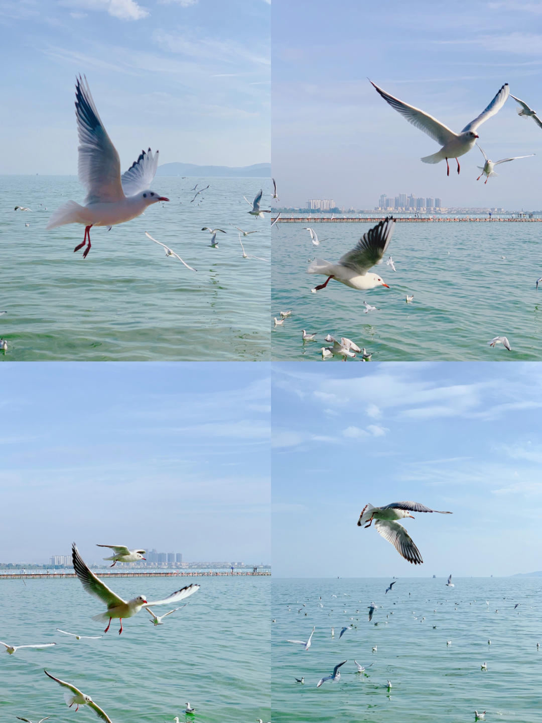 云南旅游纯玩团价格3天自由行,云南旅游七日游跟团报价