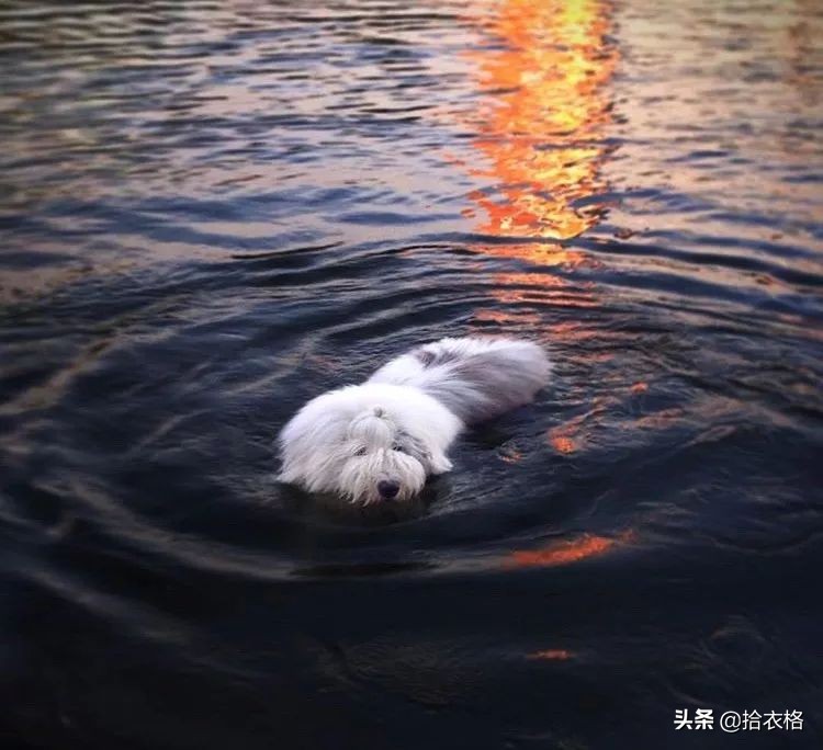 为抢玩具狗子跳起电臀舞！这么搞笑的屁屁可以看一年