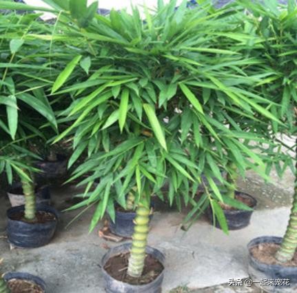 什么竹子盆栽好养,什么盆栽竹子好养活又好看