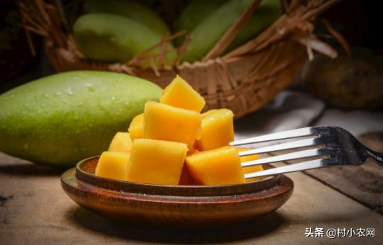 芒果采摘到成熟多少天,芒果怎样才能快速成熟