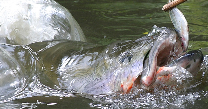 非洲维多利亚湖中泛滥的尼罗河鲈鱼都胖成球了,真的太嚣张了