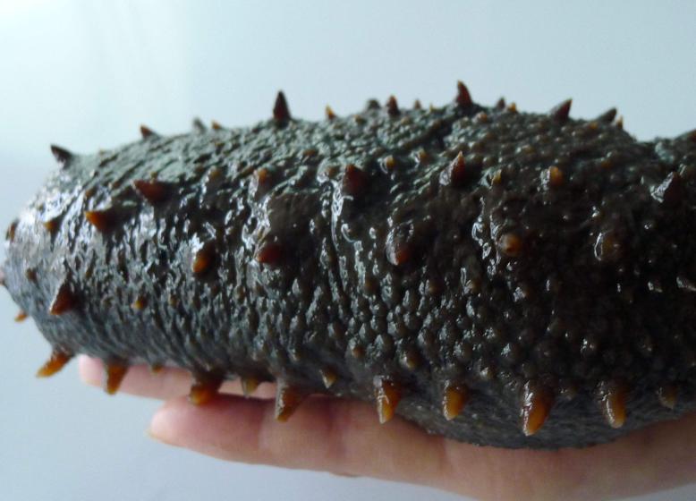 海参是拿来蒸的好还是煮的好,泡发海参蒸的方法不比水煮好吗